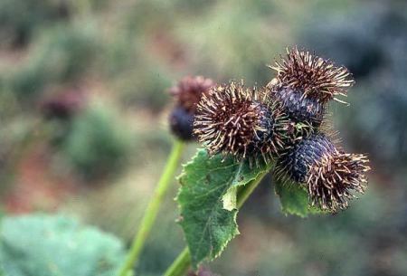 فوائد القسط الهندي للرحم وطريقة إستخدامه